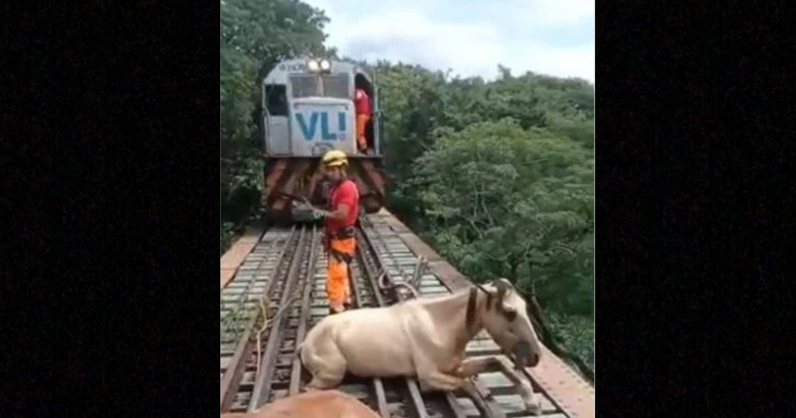 Cavalos ficam presos em trilhos sobre ponte e são salvos por bombeiros