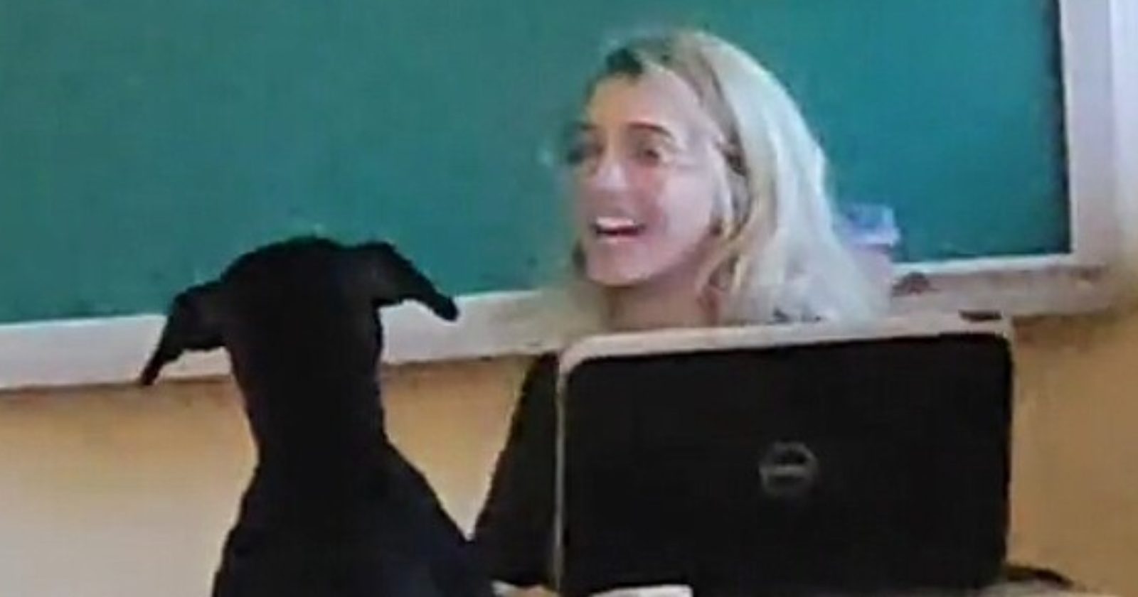 Cachorro ‘tirando dúvida’ com professora de universidade viraliza no Twitter