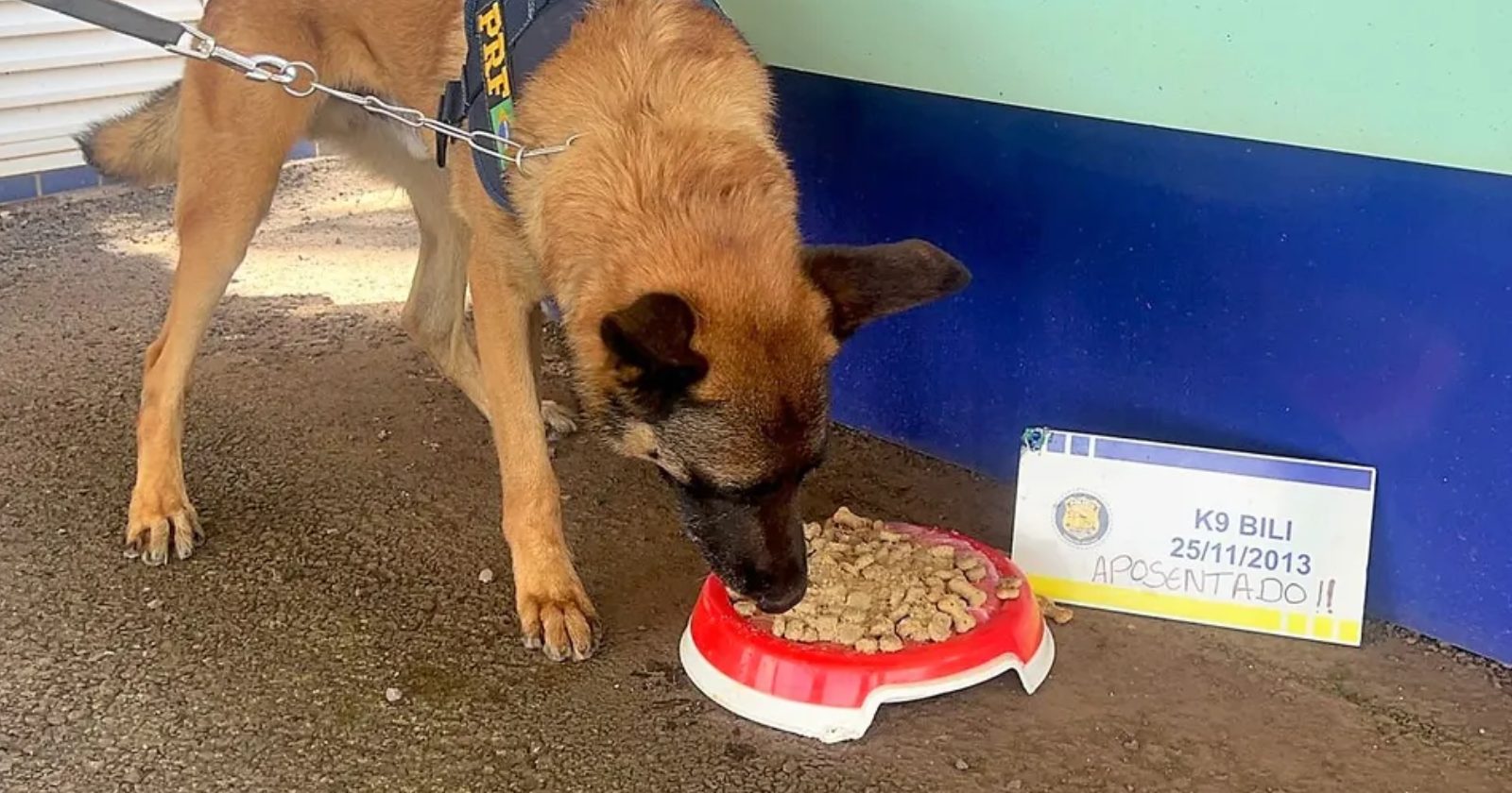 Cão policial se aposenta e ganha bolo de despedida: ‘Vamos sentir falta’