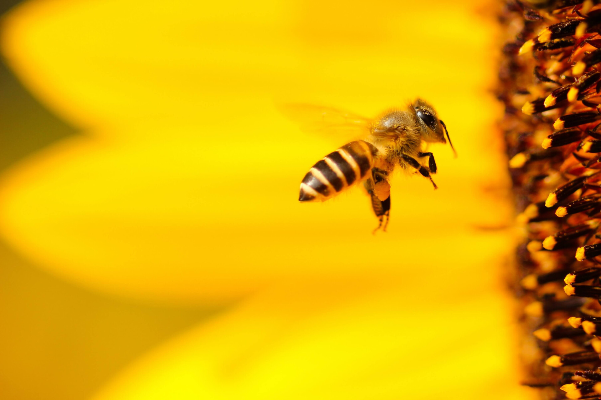 O significado espiritual das abelhas o que elas podem trazer para sua vida (Imagens: Unsplash)