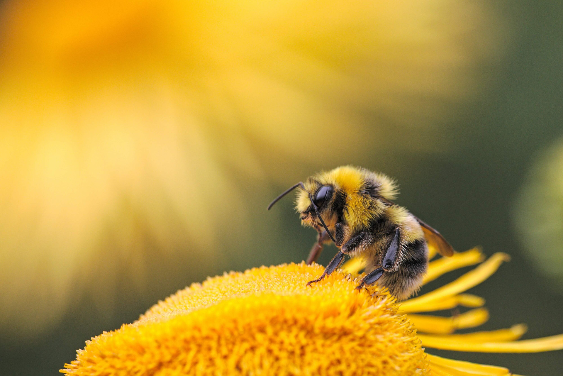 O significado espiritual das abelhas o que elas podem trazer para sua vida (Imagens: Unsplash)