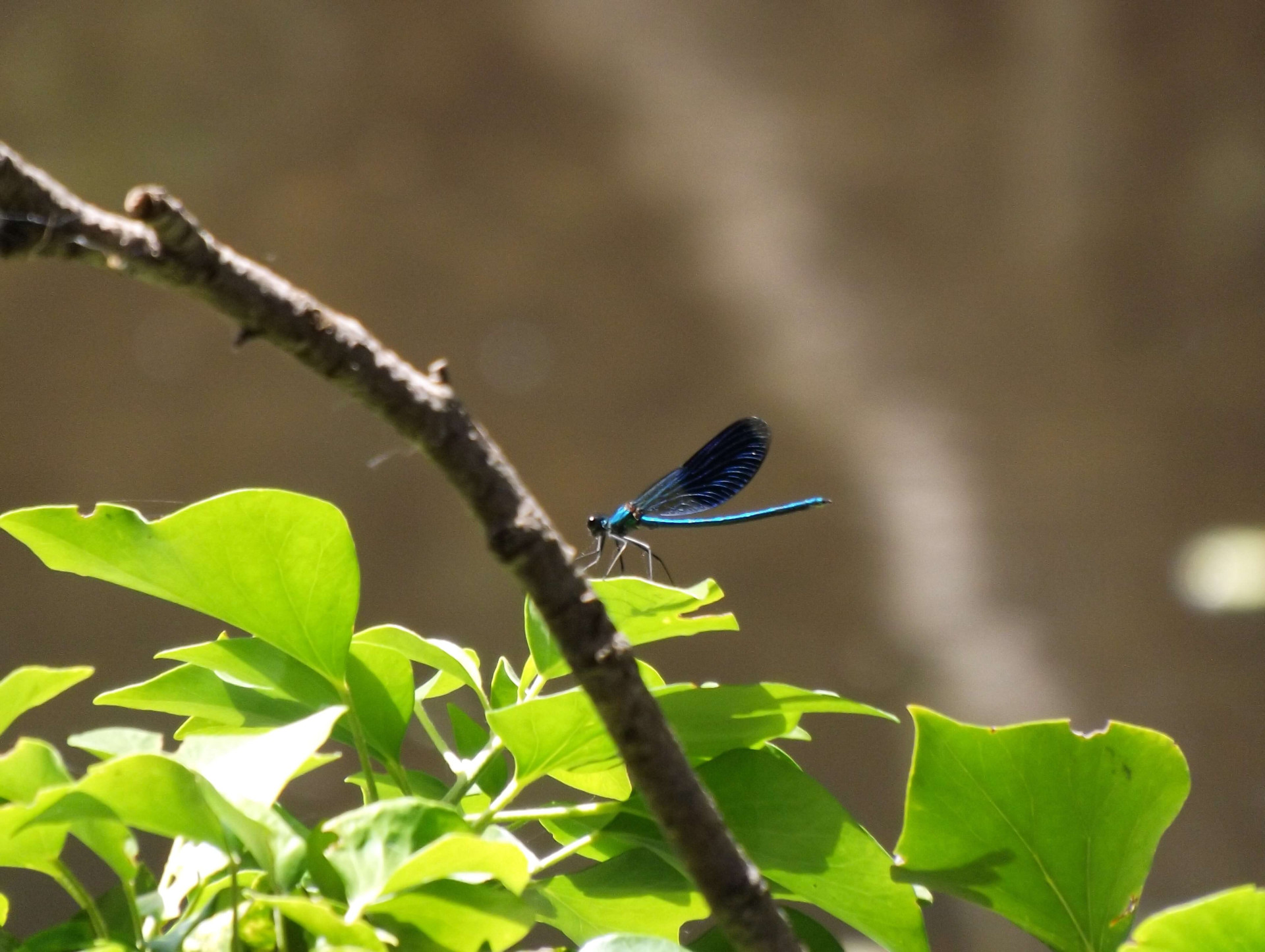 O significado espiritual da libélula tem mensagens de transformações profundas (Imagens: Unsplash)