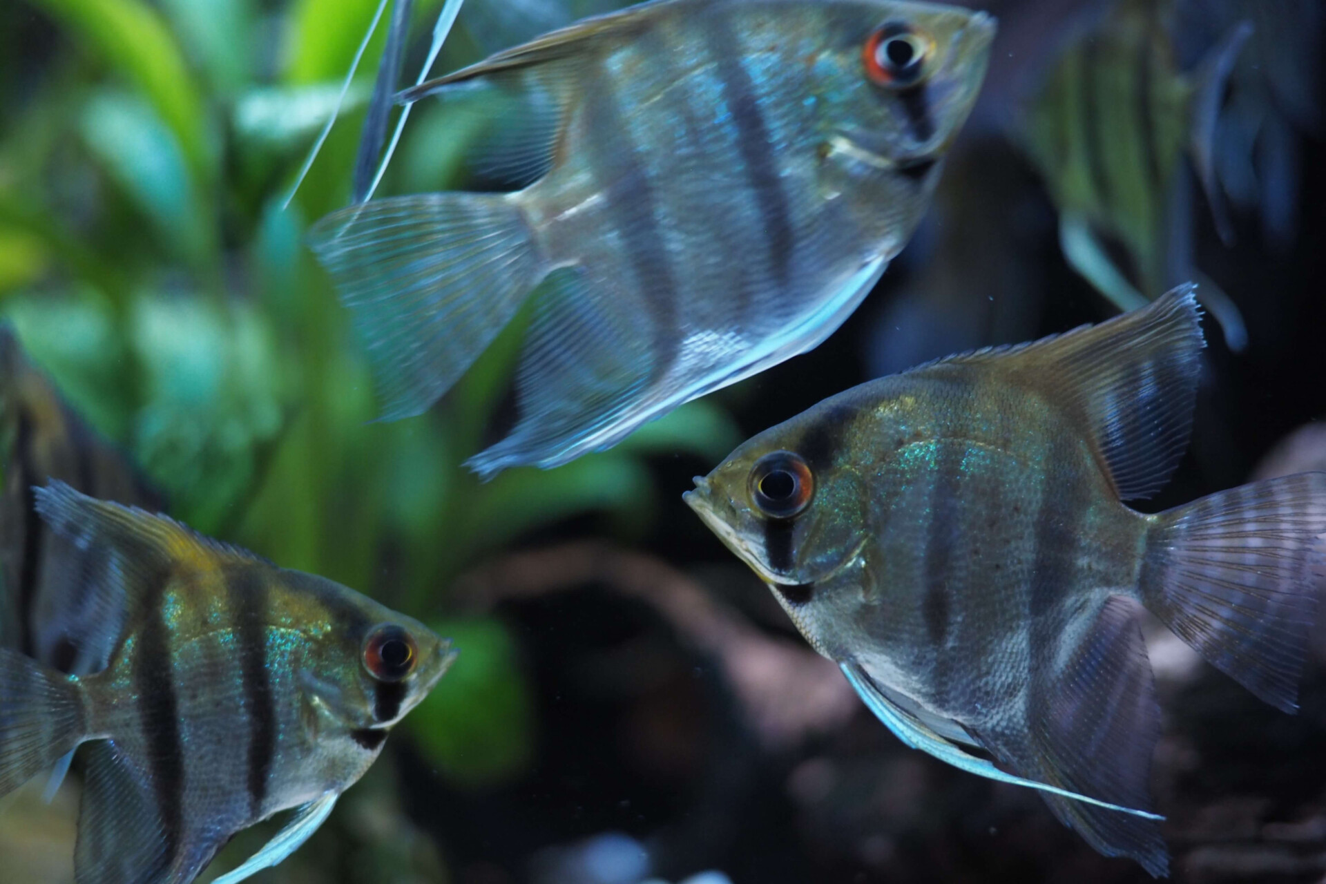 Peixes? Como assim? Leia o significado de sonhar com peixes e prepare-se