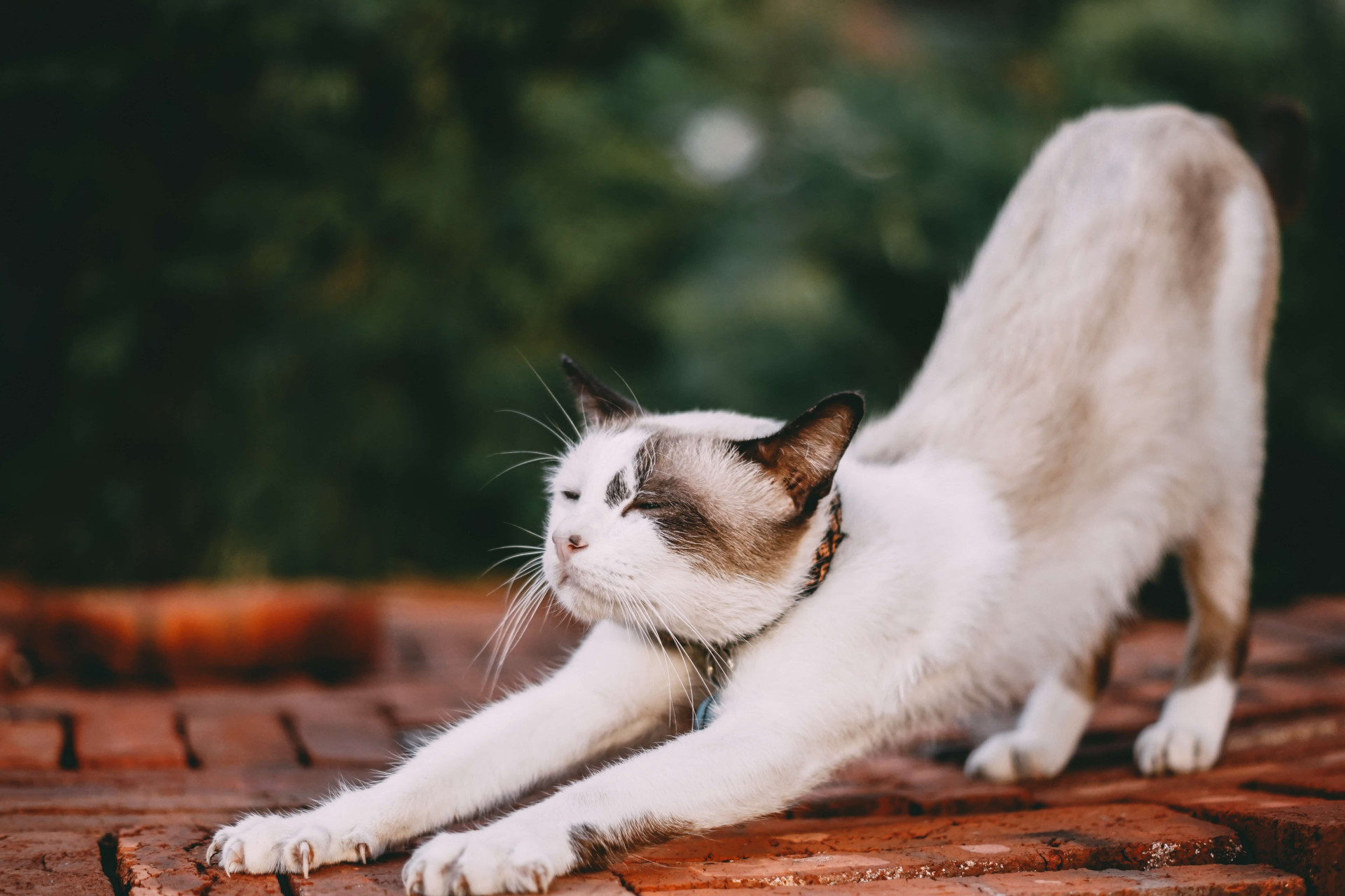 Dia Mundial do Gato