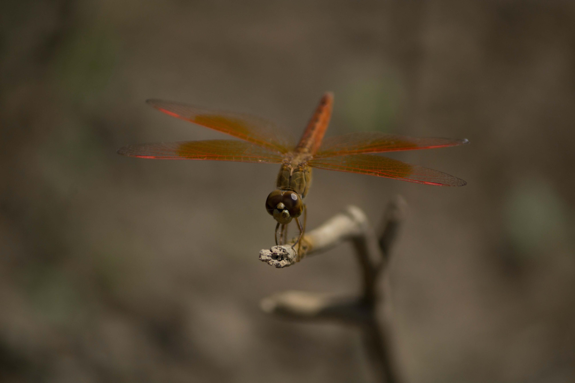 O significado espiritual da libélula tem mensagens de transformações profundas (Imagens: Unsplash)