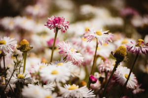 INTUIÇÃO: Descubra qual dessas flores tem uma mensagem para você