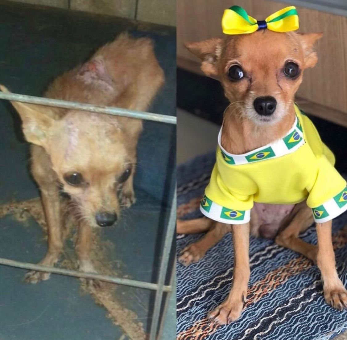 Jovem mineira emociona os internautas com seus cachorrinhos resgatados da rua (Imagens: Reprodução/ Arquivo Pessoal)