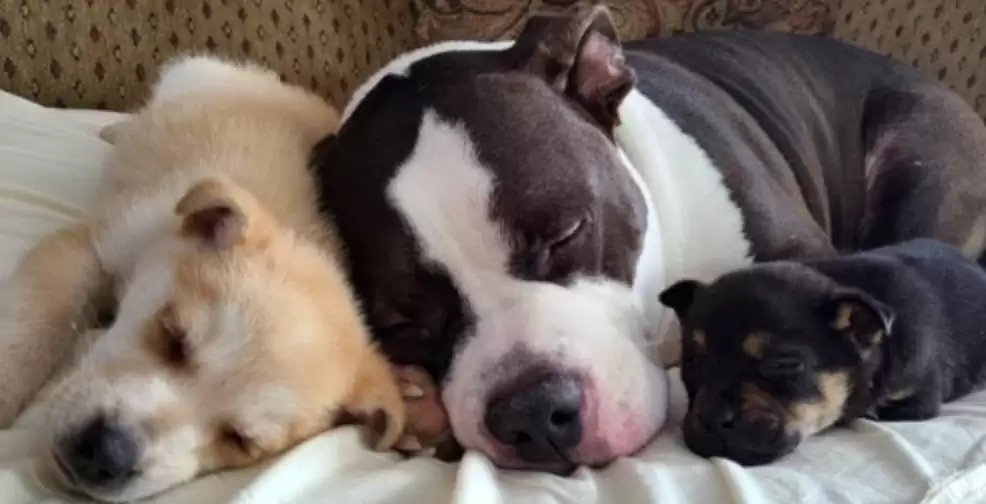 Cãozinho solidário ajuda a cuidar de outros animais que chegam em lar temporário (Imagens: Arquivo pessoal Kristen Lee)