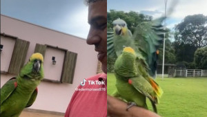 Vídeo: a risada desse papagaio encantou as redes sociais e vai te fazer rir muito