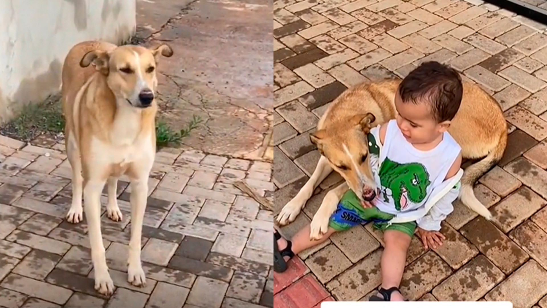 Tinha que ser no Brasil! Vira-lata caramelo ajuda pai ocupado a cuidar de bebê