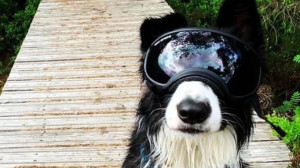 Cão Border Collie ganha óculos para sua doença rara e fica a coisa mais fofa do mundo