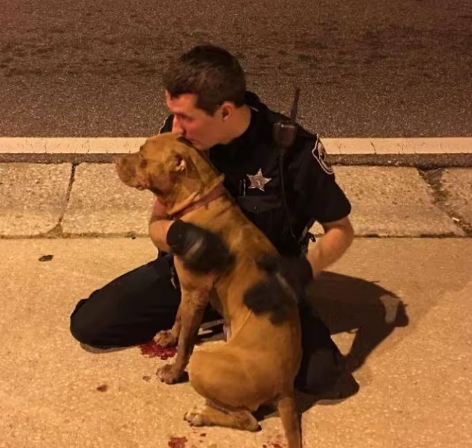 Cachorro resgatado por policiais se recusa a abandonar amigo ferido na estrada e emociona corporação (Imagem: Reprodução/ Facebook)