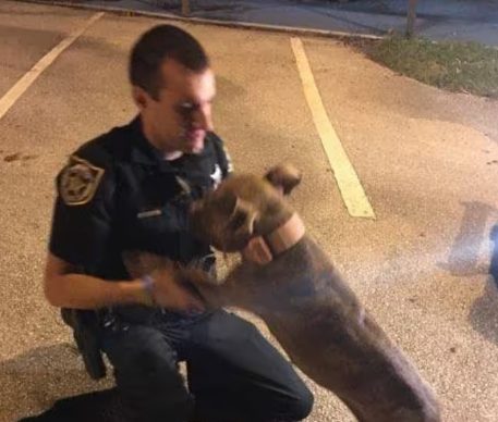 Cachorro resgatado por policiais se recusa a abandonar amigo ferido na estrada e emociona corporação (Imagem: Reprodução/ Facebook)