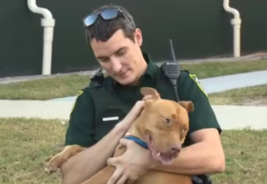 Cachorro resgatado por policiais se recusa a abandonar amigo ferido na estrada e emociona corporação