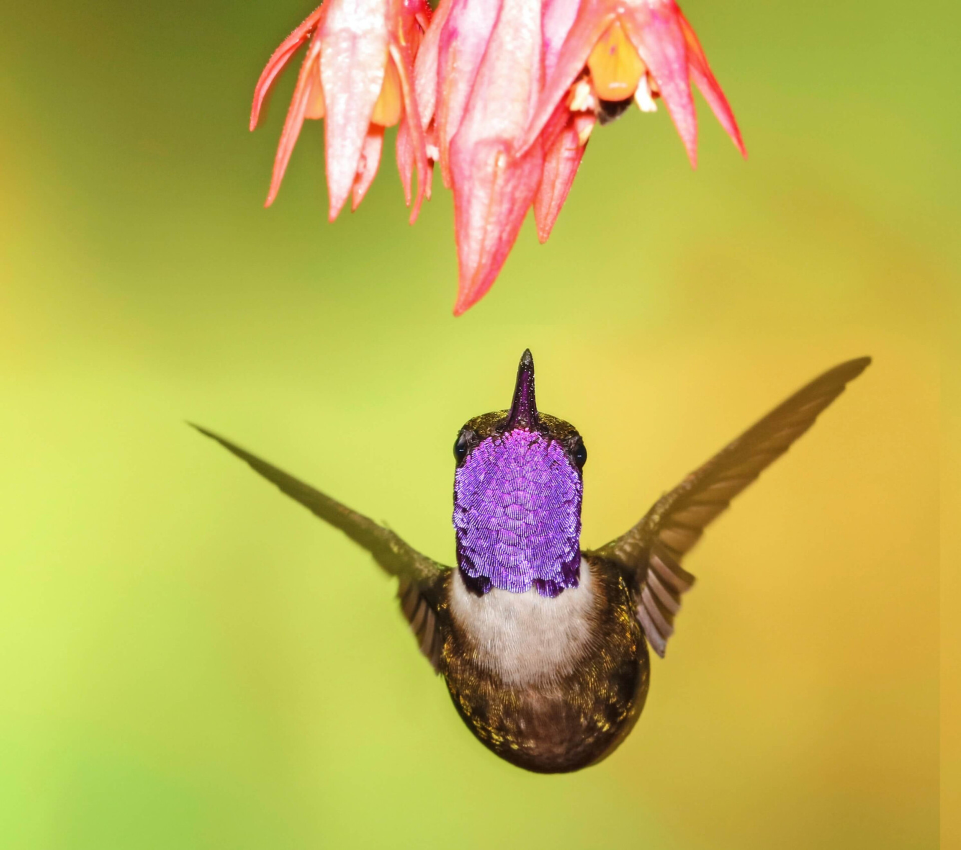 A natureza transborda amor! O significado espiritual do beija-flor irá aquecer seu coração (Imagens: Unsplash)