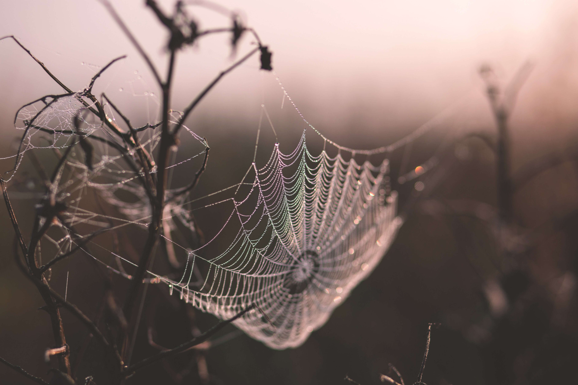 Sonhou com teia de aranha? O significado está preparando você para algo novo