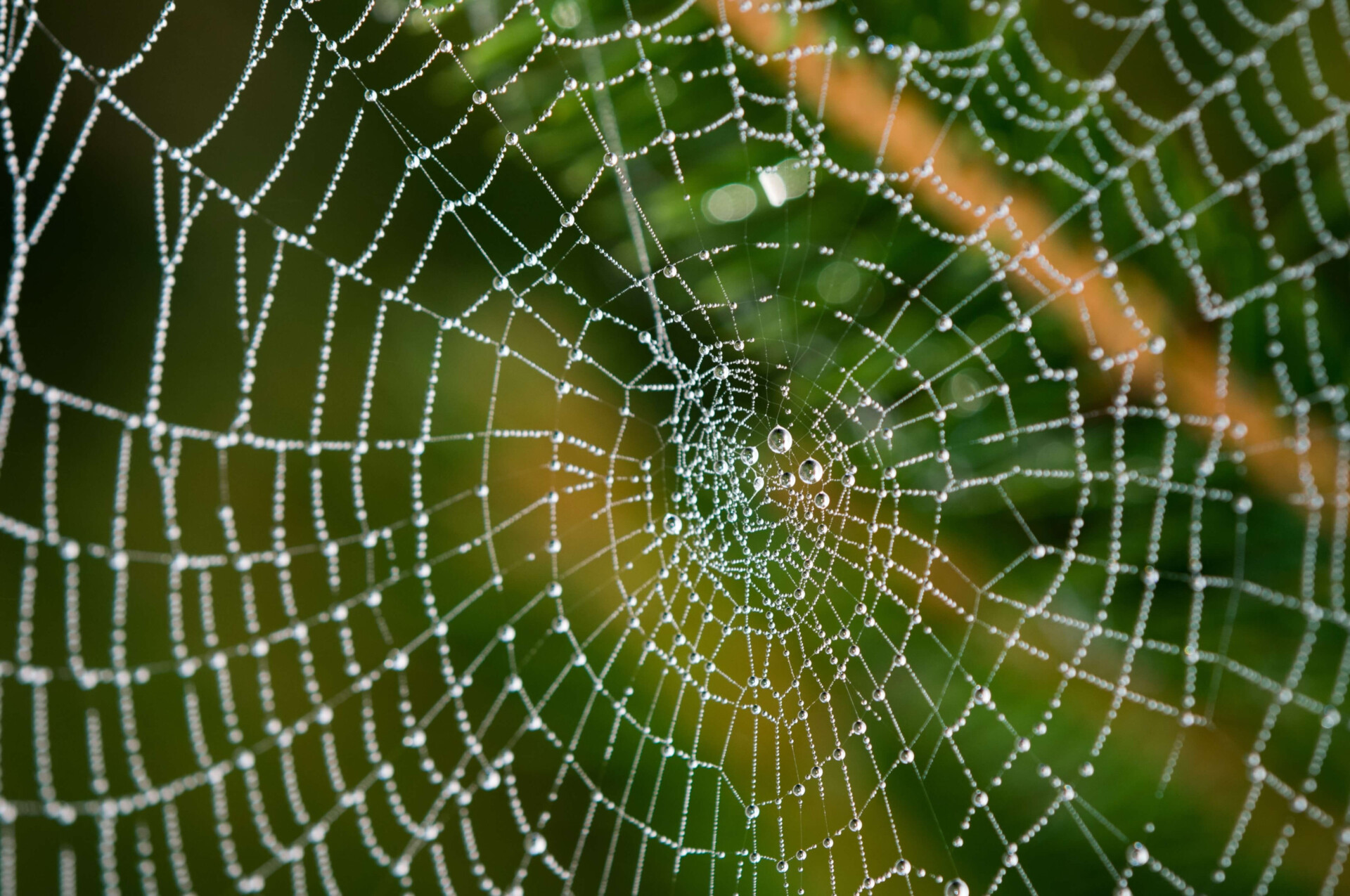 Sonhou com teia de aranha? O significado está preparando você para algo novo (Imagens: Unsplash)