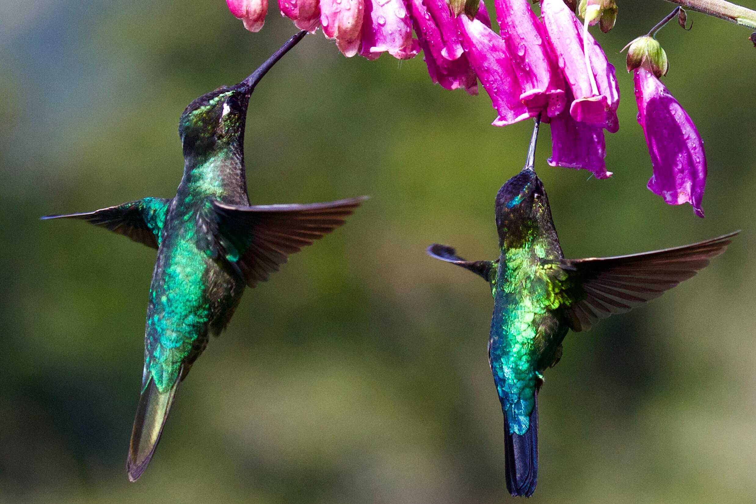 A natureza transborda amor! O significado espiritual do beija-flor irá aquecer seu coração (Imagens: Unsplash)