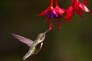 A natureza transborda amor! O significado espiritual do beija-flor irá aquecer seu coração