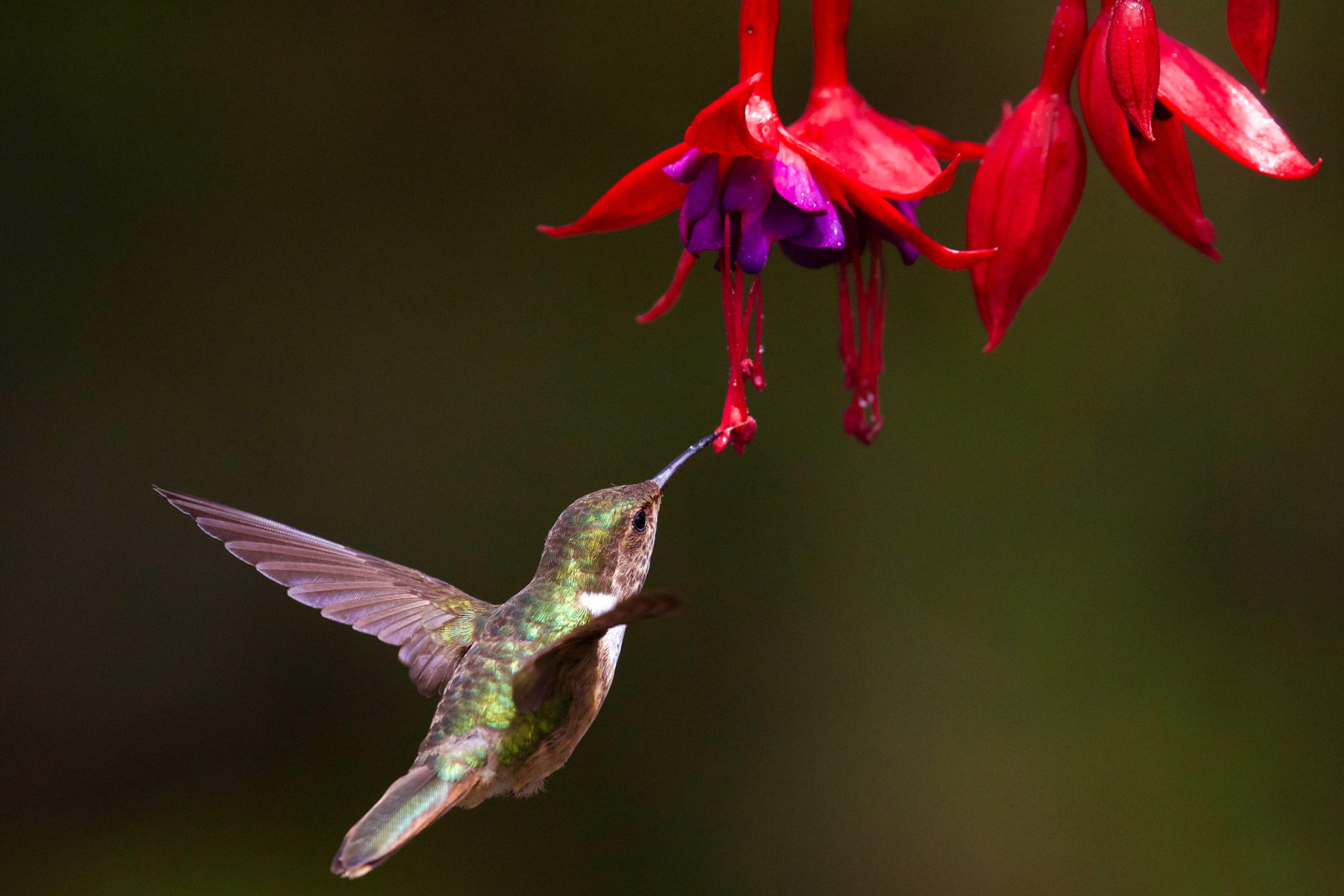 A natureza transborda amor! O significado espiritual do beija-flor irá aquecer seu coração