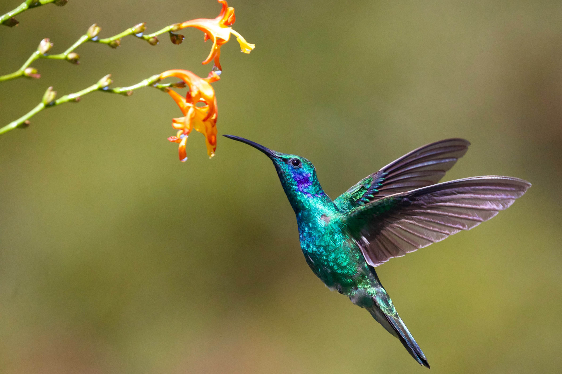 A natureza transborda amor! O significado espiritual do beija-flor irá aquecer seu coração (Imagens: Unsplash)