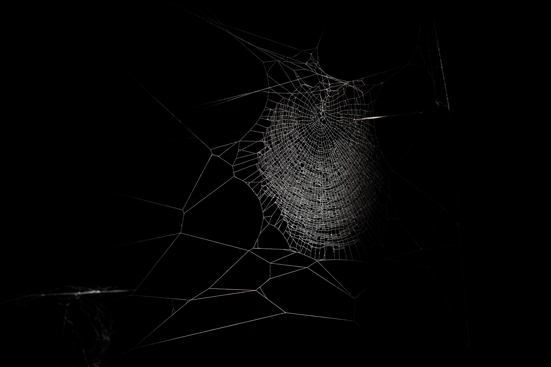 Sonhou com teia de aranha? O significado está preparando você para algo novo (Imagens: Unsplash)