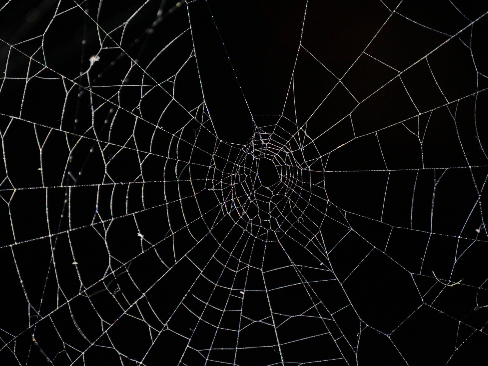 Sonhou com teia de aranha? O significado está preparando você para algo novo (Imagens: Unsplash)