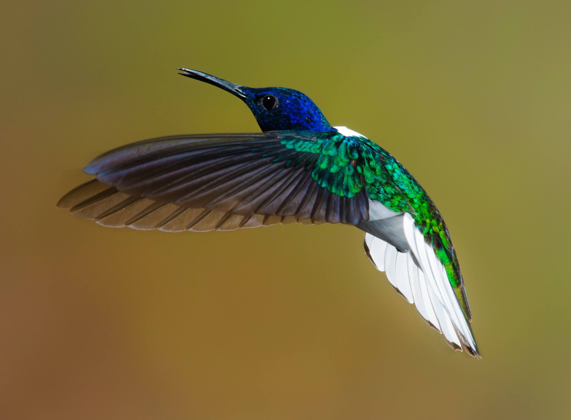 A natureza transborda amor! O significado espiritual do beija-flor irá aquecer seu coração (Imagens: Unsplash)