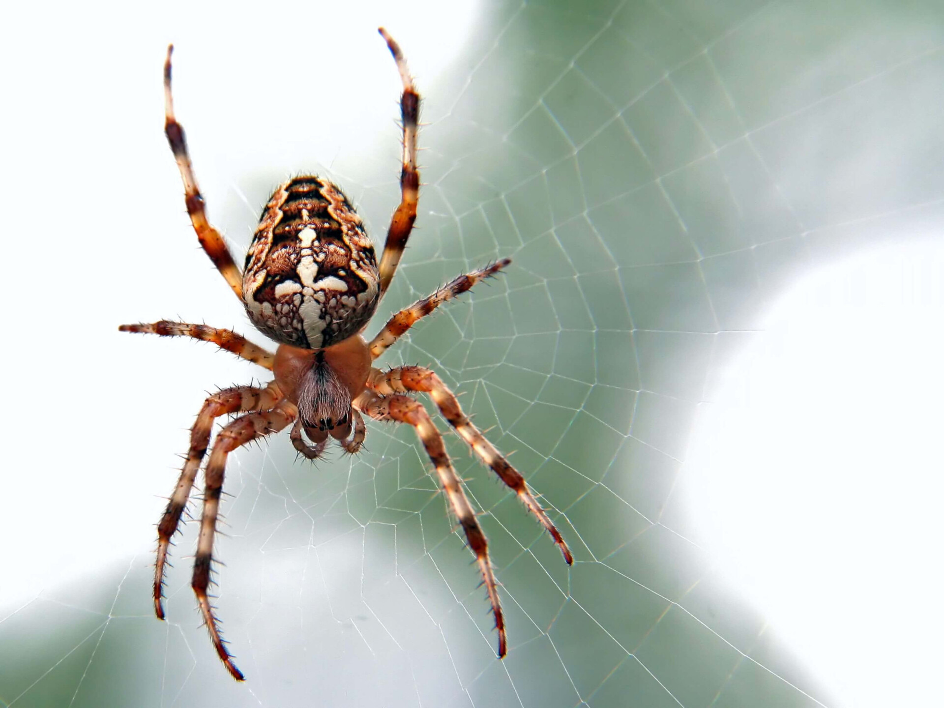 O significado espiritual das aranhas e o que suas visitas significam