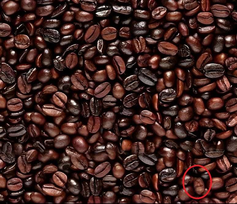 Face oculta: Você tem 8 segundos para encontrar o rosto escondido nos grãos de café (Imagens: REDDIT)