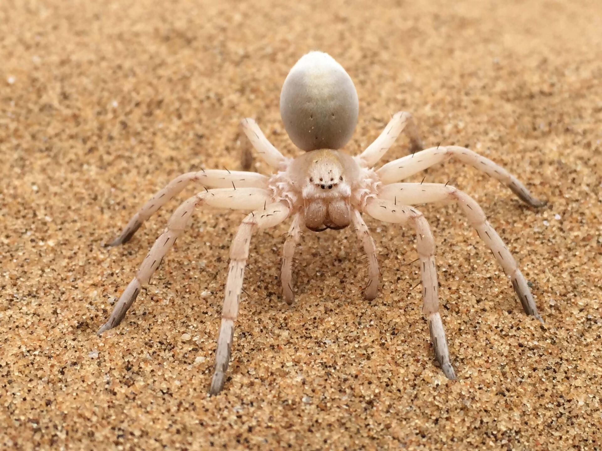 O significado espiritual das aranhas e o que suas visitas significam; respire fundo antes de ler (Imagens: Unsplash)