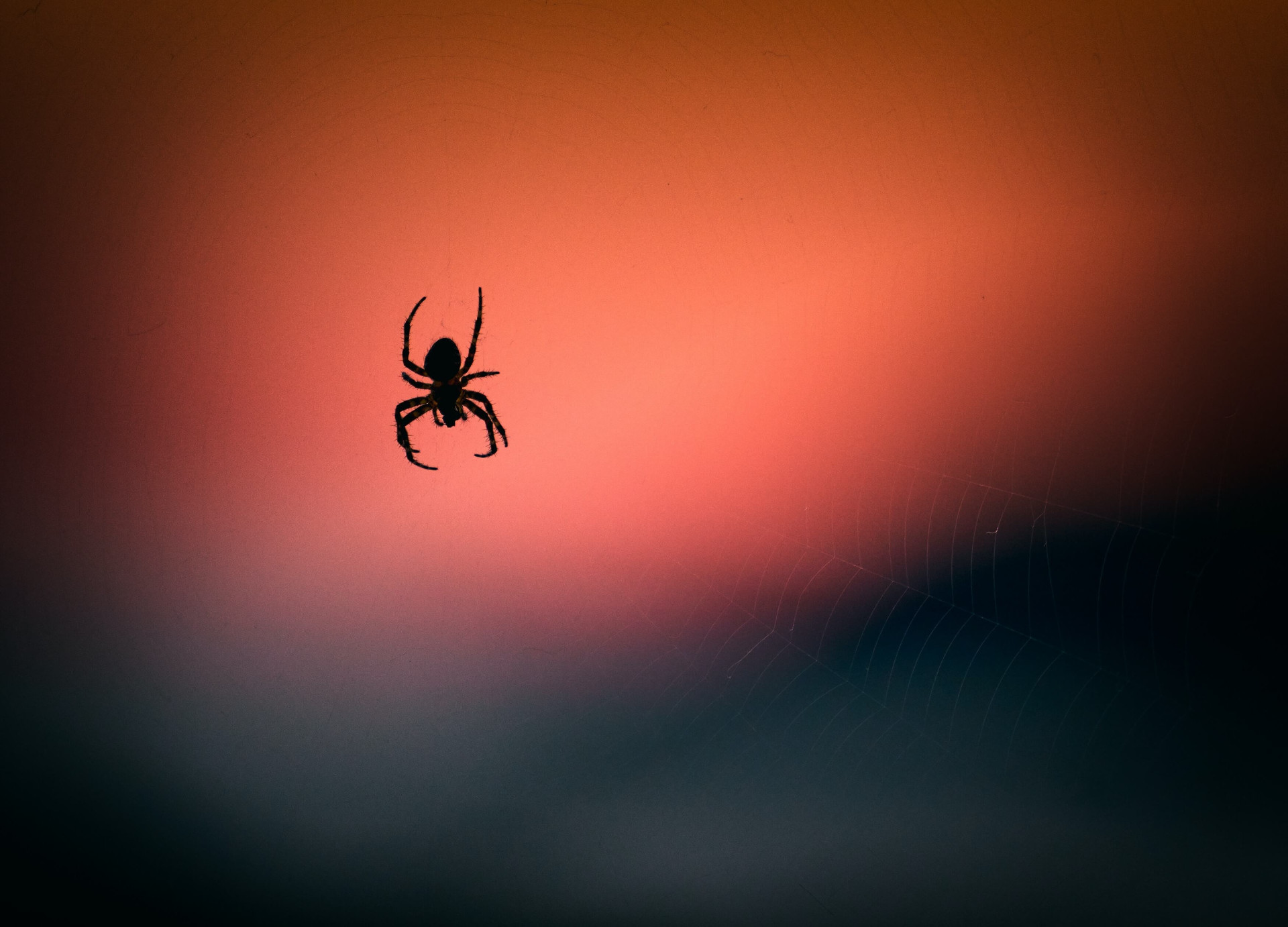 O significado espiritual das aranhas e o que suas visitas significam; respire fundo antes de ler (Imagens: Unsplash)