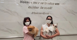 Chihuahua e spitz são cães terapeutas em hospital e fazem sucesso nas redes. Pacientes felizes!