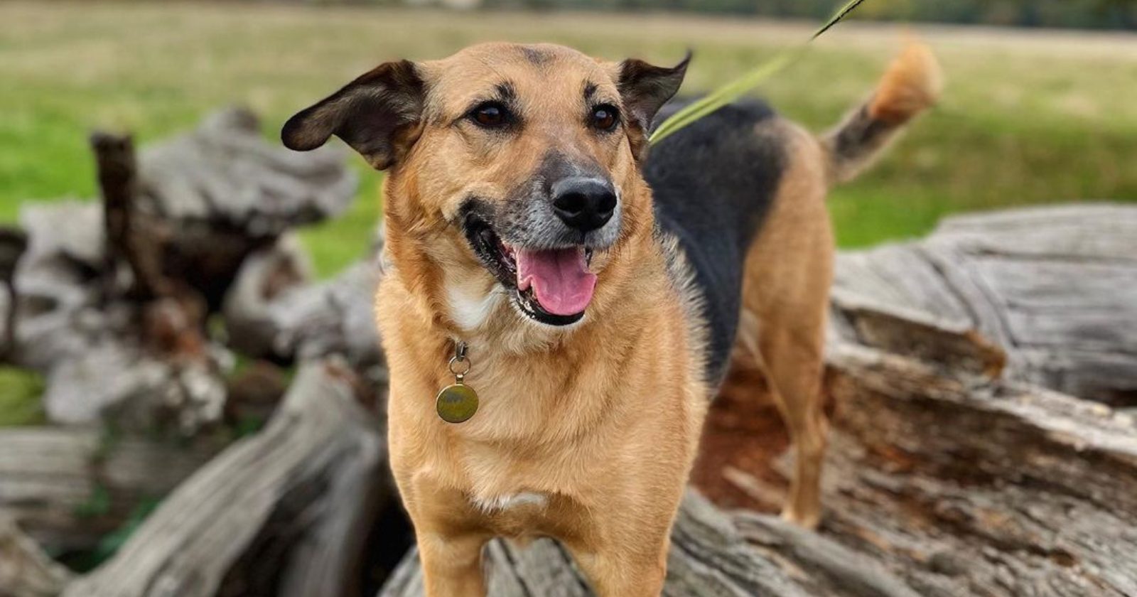 Cachorrinha que vagava pelas ruas da Ucrânia hoje vive feliz com novos donos e faz sucesso no TikTok