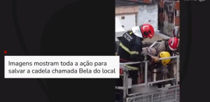 Vídeo: Bombeiros conseguem resgatar cadela após desabamento de prédio em Olinda