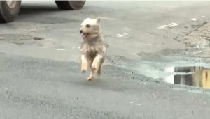 Cachorro prova a sua lealdade percorrendo 10 km para reencontrar tutor