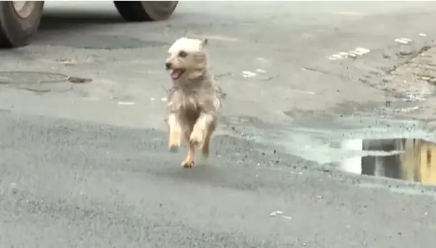 Cachorro prova a sua lealdade percorrendo 10 km para reencontrar tutor (Imagem: Reprodução/ Record)