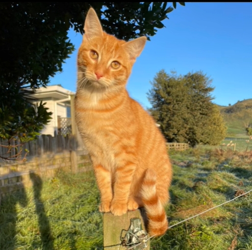 Gatinho laranja surpreende ao tentar pastorear ovelhas e rende os vídeos mais fofos da web