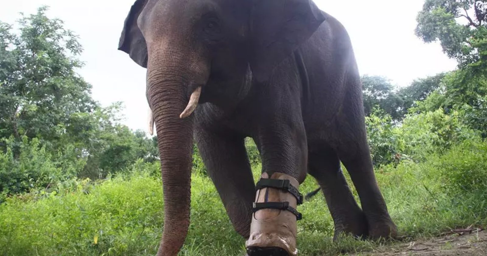 Elefante de 11 anos ganha prótese após ter pata amputada em um acidente. O resultado é super fofinho!