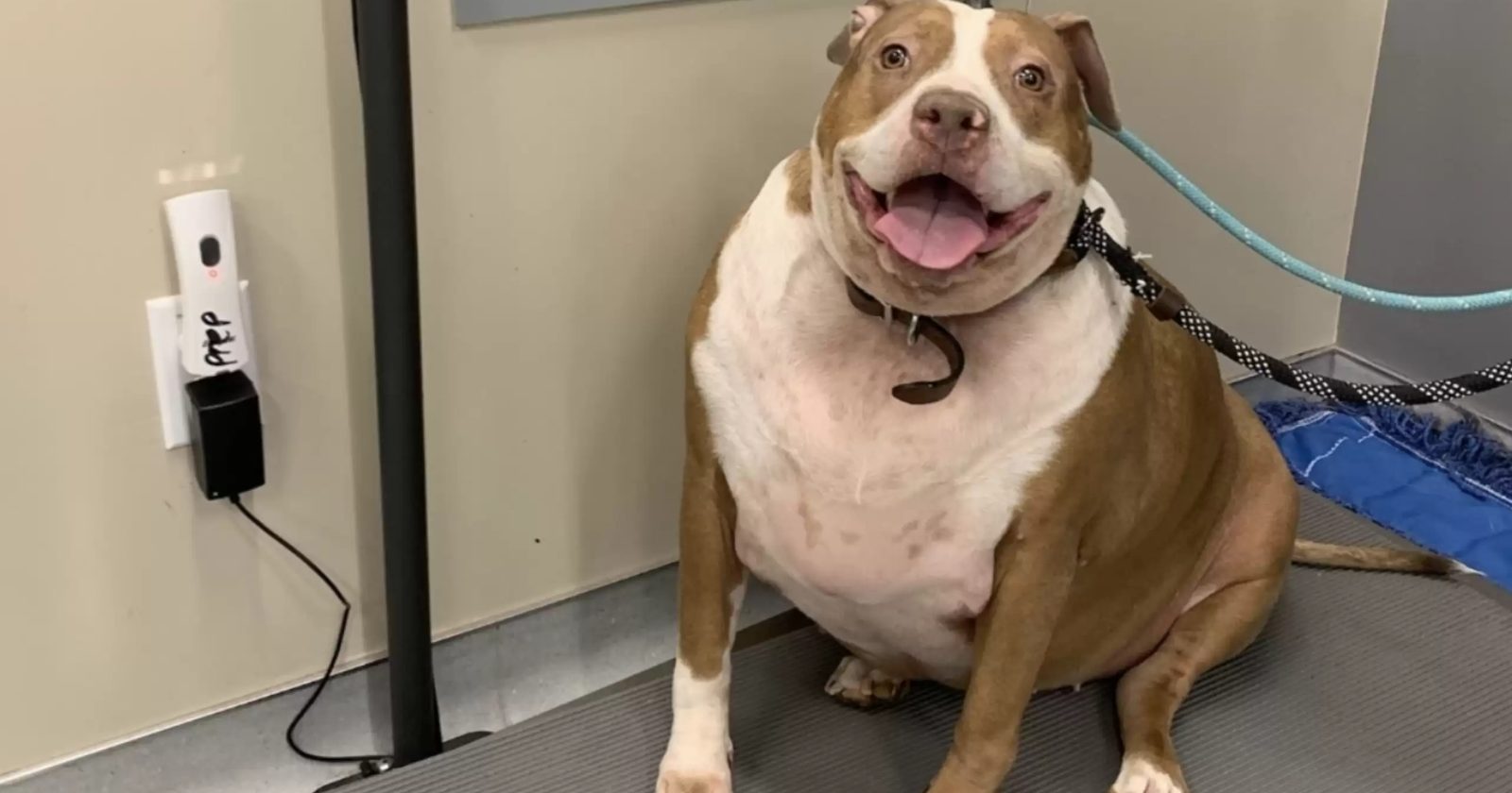 Pit bull que pesava 54 kg é adotada por treinadora e passa por uma transformação de arrepiar