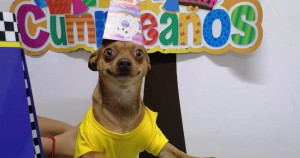 Família comemora 5 anos de adoção de cachorrinho com a festa mais linda e fofa do mundo