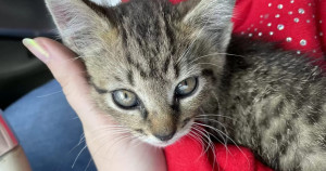 Gatinho largado em rodovia ganha resgate mais emocionante que você verá