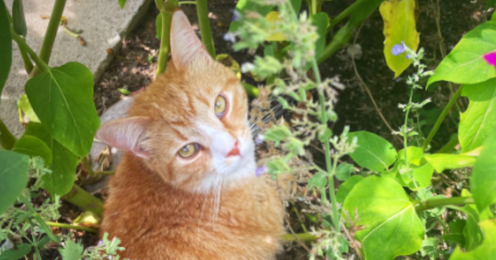 Gatinho leva presente peculiares para a dona e um você não vai acreditar no que é!