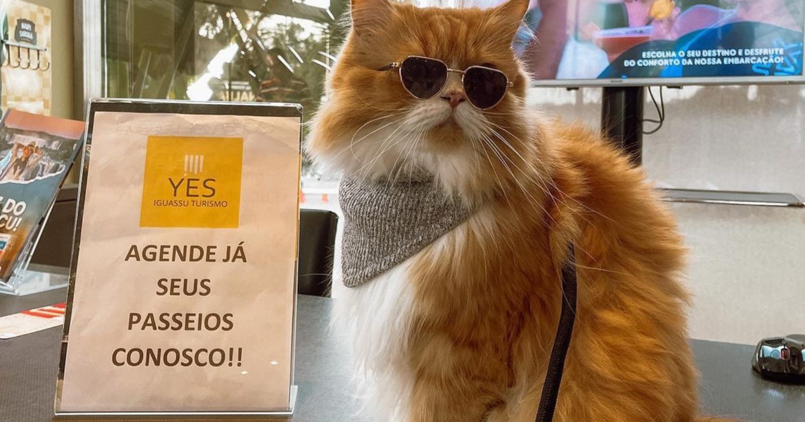 Ravioli: o gatinho laranja que dá dicas de passeios e empresas pet friendly