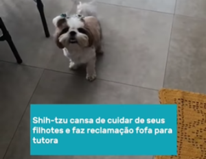 Cachorrinha exausta da maternidade faz apelo lindinho à sua tutora, veja que fofura