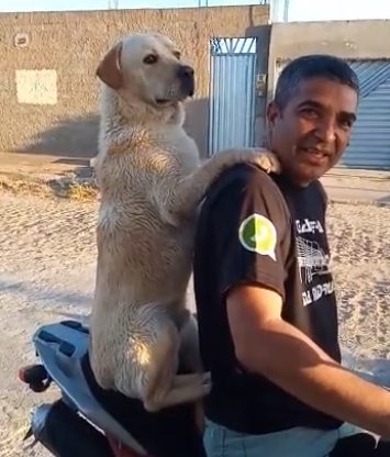 Vira-lata Aventureiro: Cachorro encantou internautas ao dar um rolê de moto