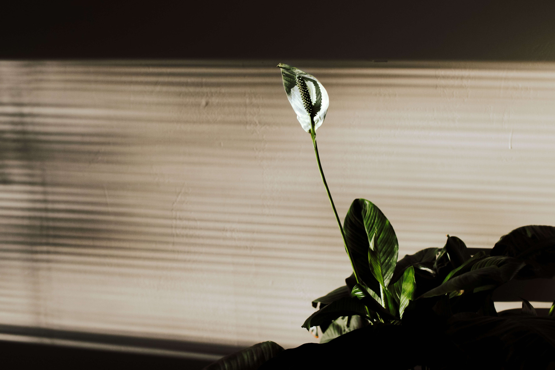 Essa flor em casa trará paz para você e toda a sua família (Imagens: Unsplash)