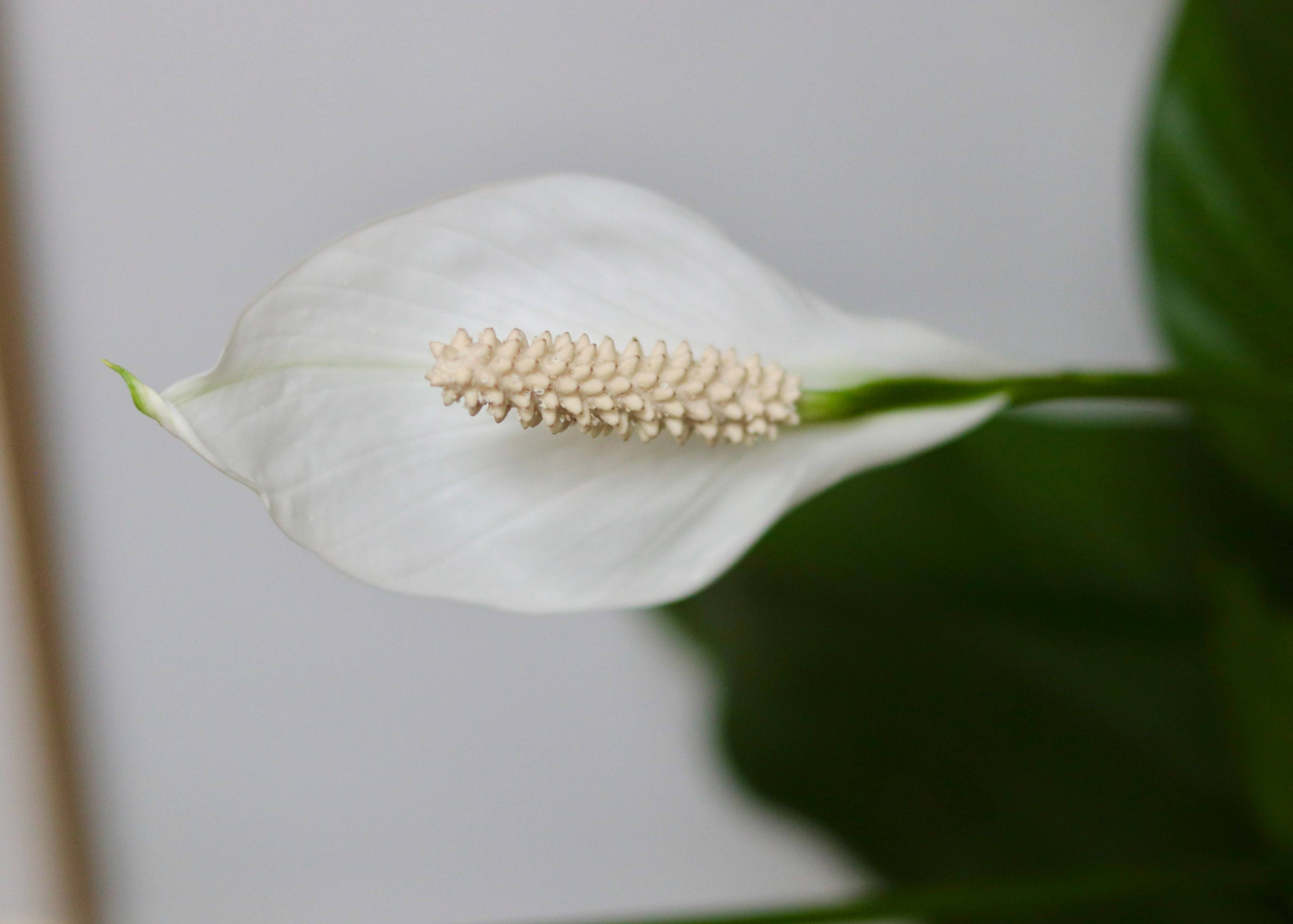 Essa flor em casa trará paz para você e toda a sua família (Imagens: Unsplash)