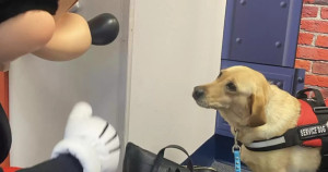 Cachorrinha conhece Mickey em parque da Disney e tem reação hilária. Confira o momento mágico!