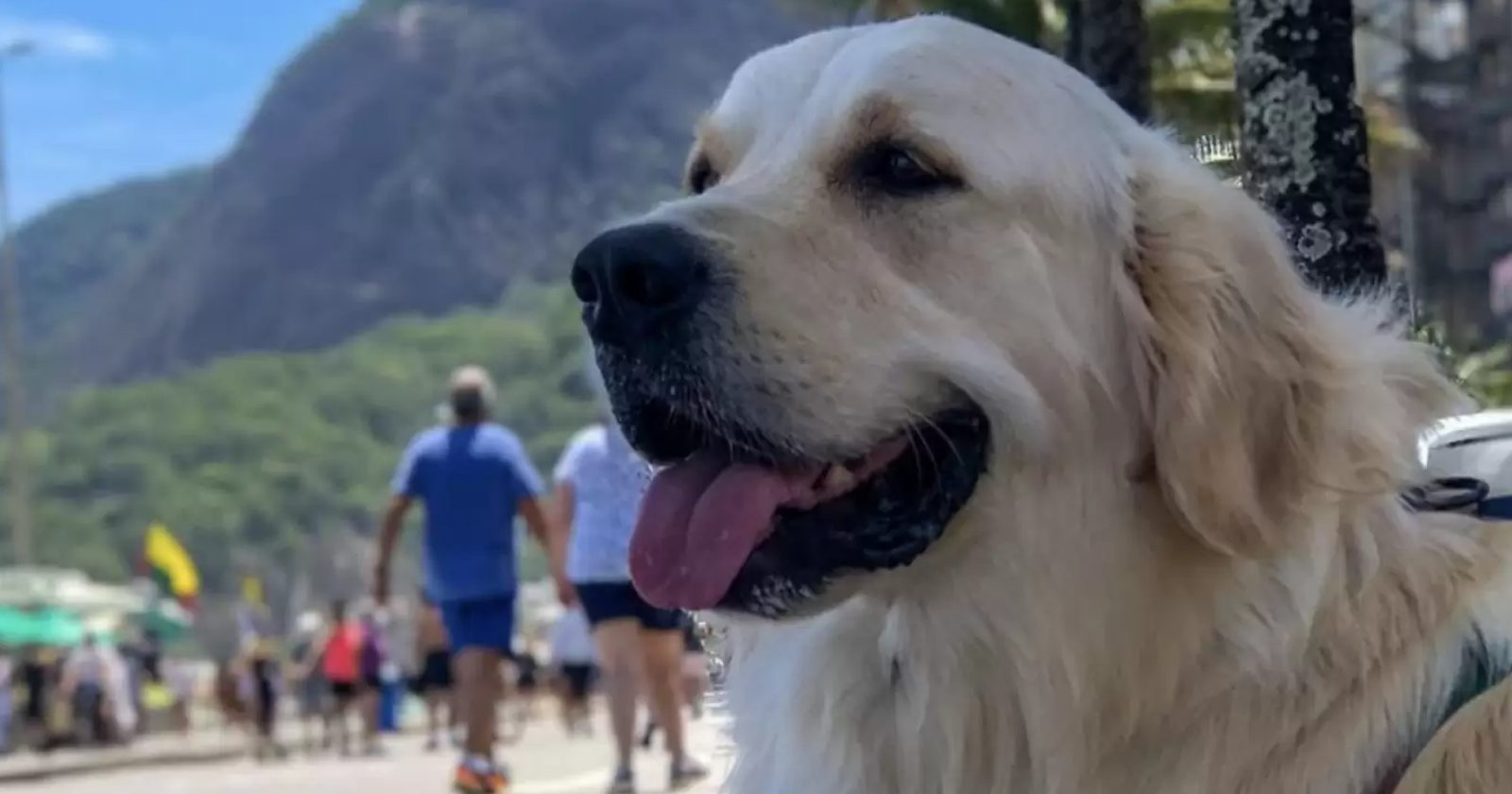 Após 55 dias internado, golden retriever tem uma despedida muito fofa e emocionante. Confira!